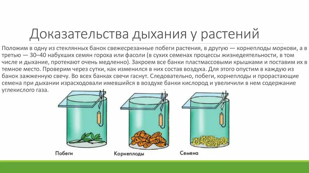 Хранение продуктов жизнедеятельности растительной. Опыт доказывающий дыхание органов растения. Биология 6 класс опыт доказывающий дыхание органов растений. Опыт доказывающий дыхание семян биология 6 класс. Опыт растения дышат.