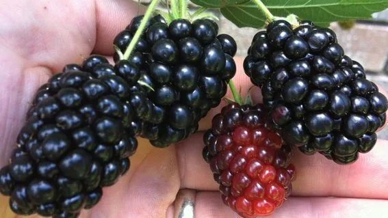 Ежевика boysenberry. Какая ежевика сладкая. Ежемалина. Киова ежевика описание. Саженец ежевики ремонтантной.