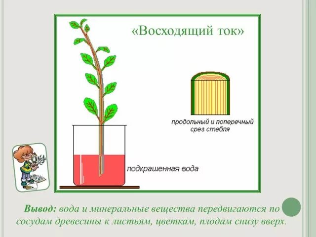 Восходящий ток воды и Минеральных веществ. Передвижение воды и Минеральных веществ по стеблю. Лабораторная работа передвижение воды Минеральных веществ по стеблю. Схема движения веществ по стеблю. Лабораторная работа по биологии передвижение воды