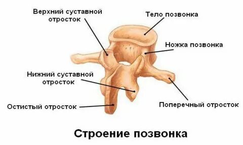 Верхние и нижние суставные отростки