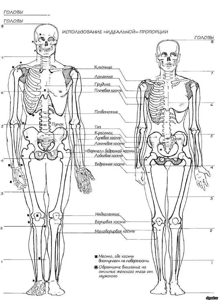 Скелет человека анатомия Майерс. Строение скелета человека анатомия женщины. Строение скелета человека мужской и женский. Анатомия скелета человека пропорции. Мужской и женский скелет