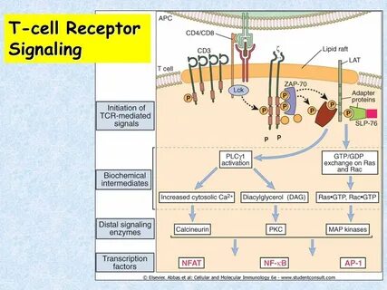 Cellular signaling
