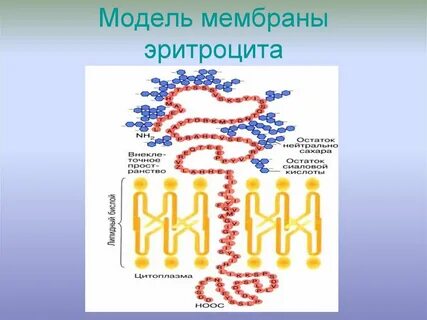 Мембрана эритроцитов