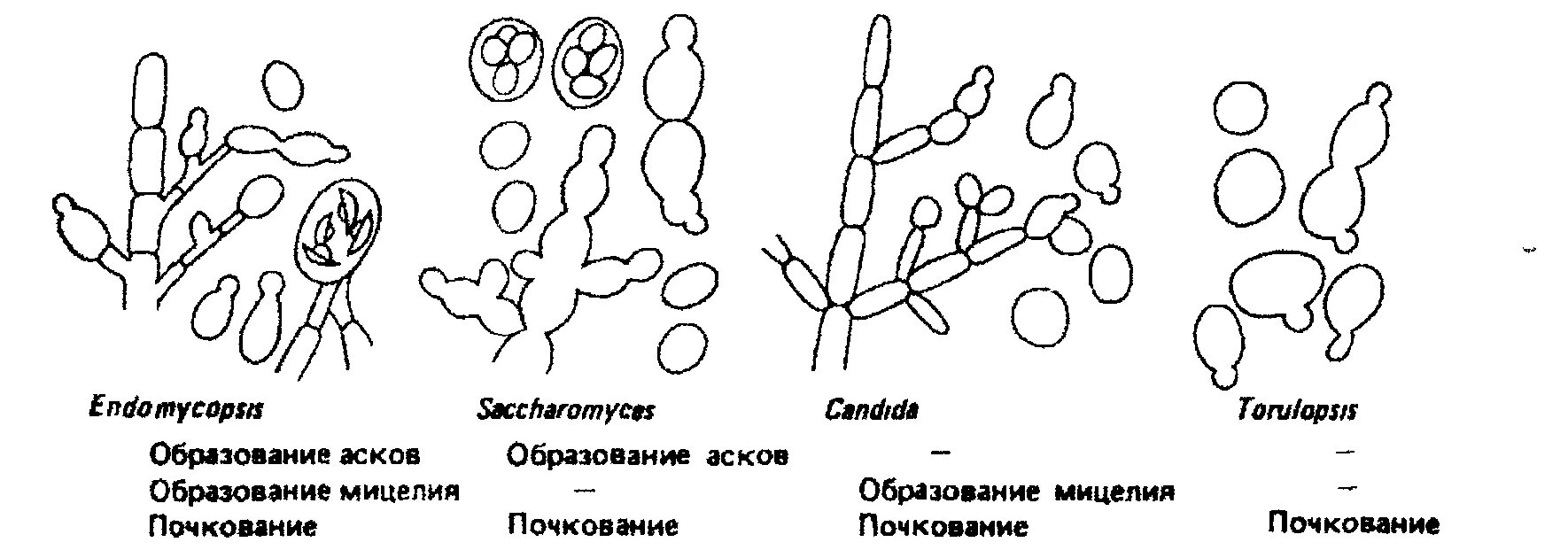 Дрожжи образование спор. Candida дрожжевые клетки псевдомицелий. Дрожжи грибы почкование. Строение мицелия дрожжей. Дрожжевые, мицелиальные грибы микробиология.