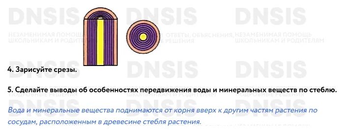 Передвижение веществ по стеблю 6 класс. Транспорт веществ по стеблю. Движение воды и Минеральных веществ по стеблю. Передвижение веществ по стеблю. Передвижение воды и Минеральных веществ по стеблю вывод.