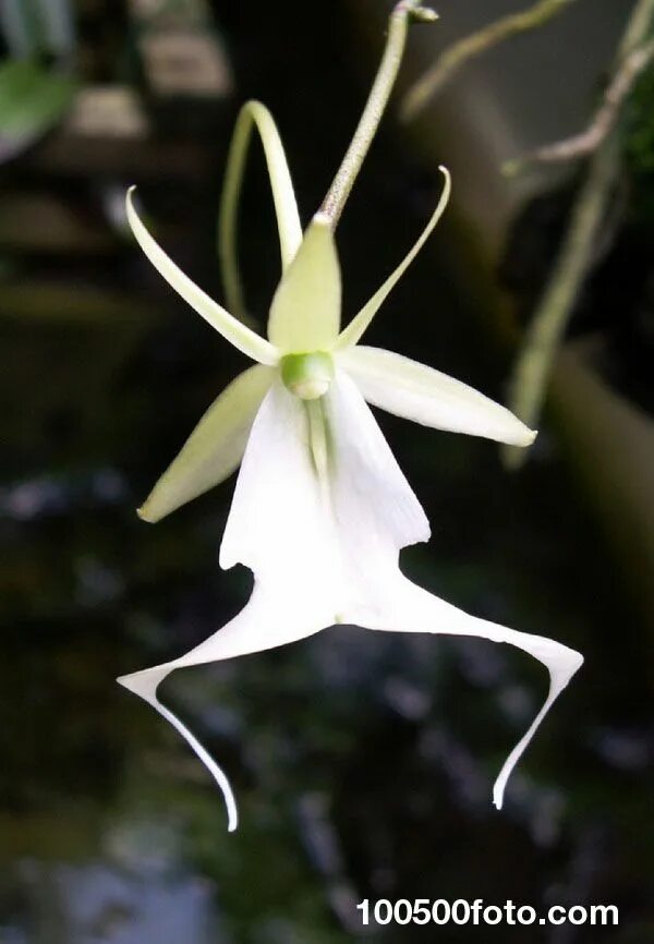 Ghost orchid scientists aim to restore rare Florida flowers CTV News