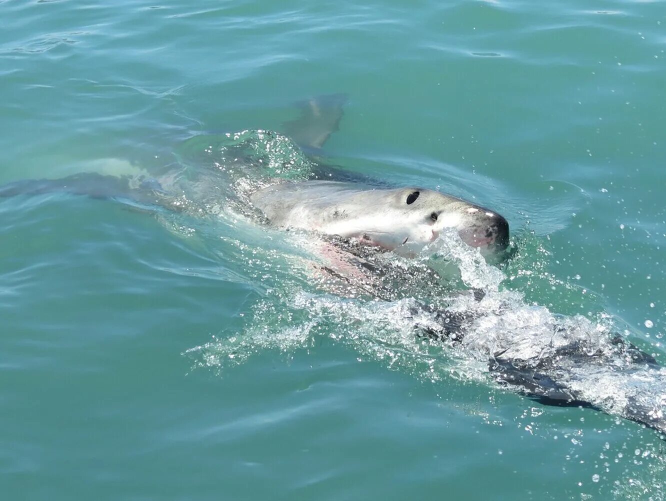 Нападение дельфинов. Большая белая акула нападение.