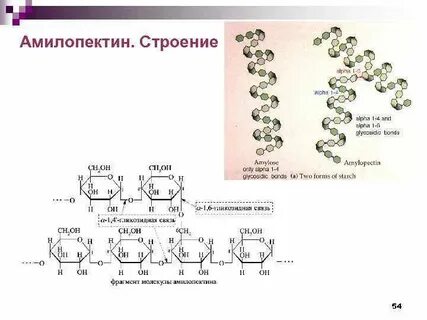 Амилопектин и гликоген применение в медицине