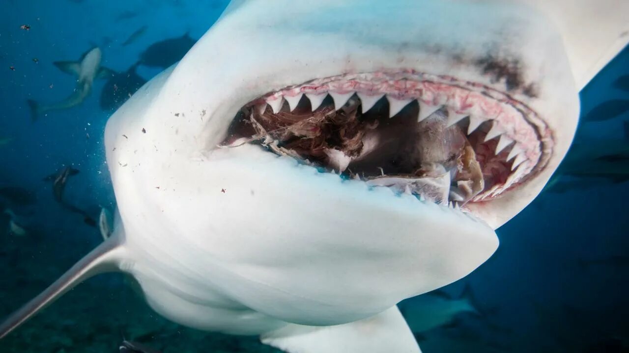 Большие зубы акулы