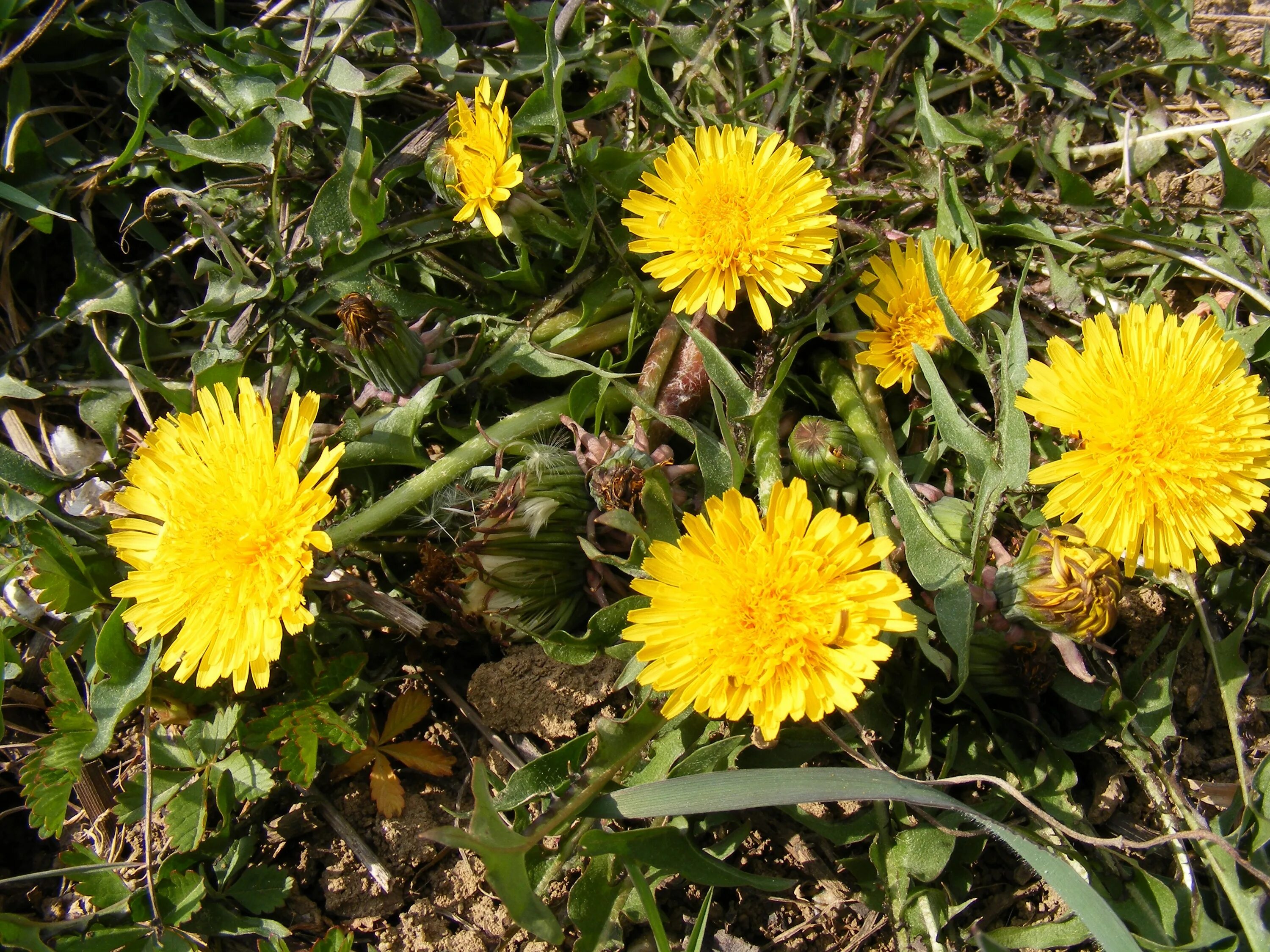 Одуванчик лекарственный – Taraxacum officinale. Taraxacum officinale семейство. Лист Taraxacum officinale. Одуванчик лекарственный - Taraxacum officinale Wigg. S. 1..