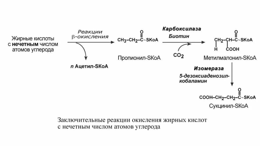 Окисление в биосинтезе. Реакции β-окисления жирных кислот. Окисление жирных кислот с нечетным числом углерода. Бета окисление жирных кислот с нечетным числом углеродных атомов. Реакции одного цикла бета окисления жирных кислот.