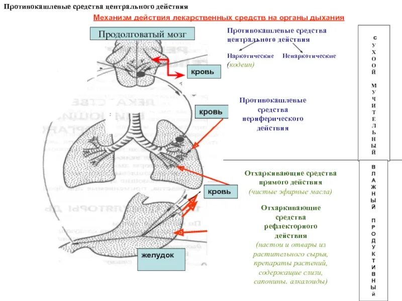 Противокашлевые периферического действия. Противокашлевое центрального действия. Противокашлевые механизм действия. Кодеин механизм действия. Механизм противокашлевого действия кодеина.