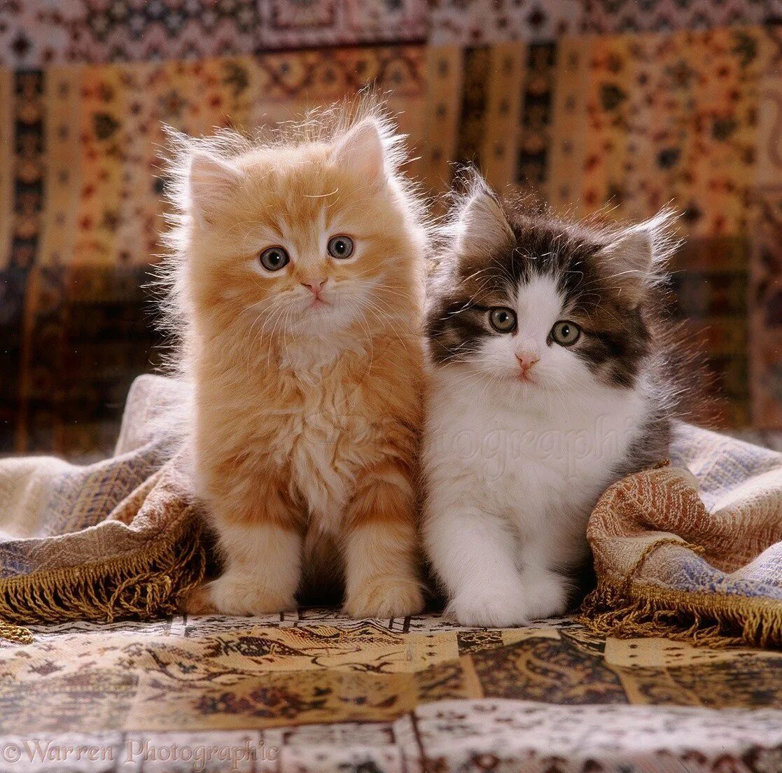 Открытки с котиками хорошего дня. Открытки с котятами. котята для настроения. хорошего настроения кошки.