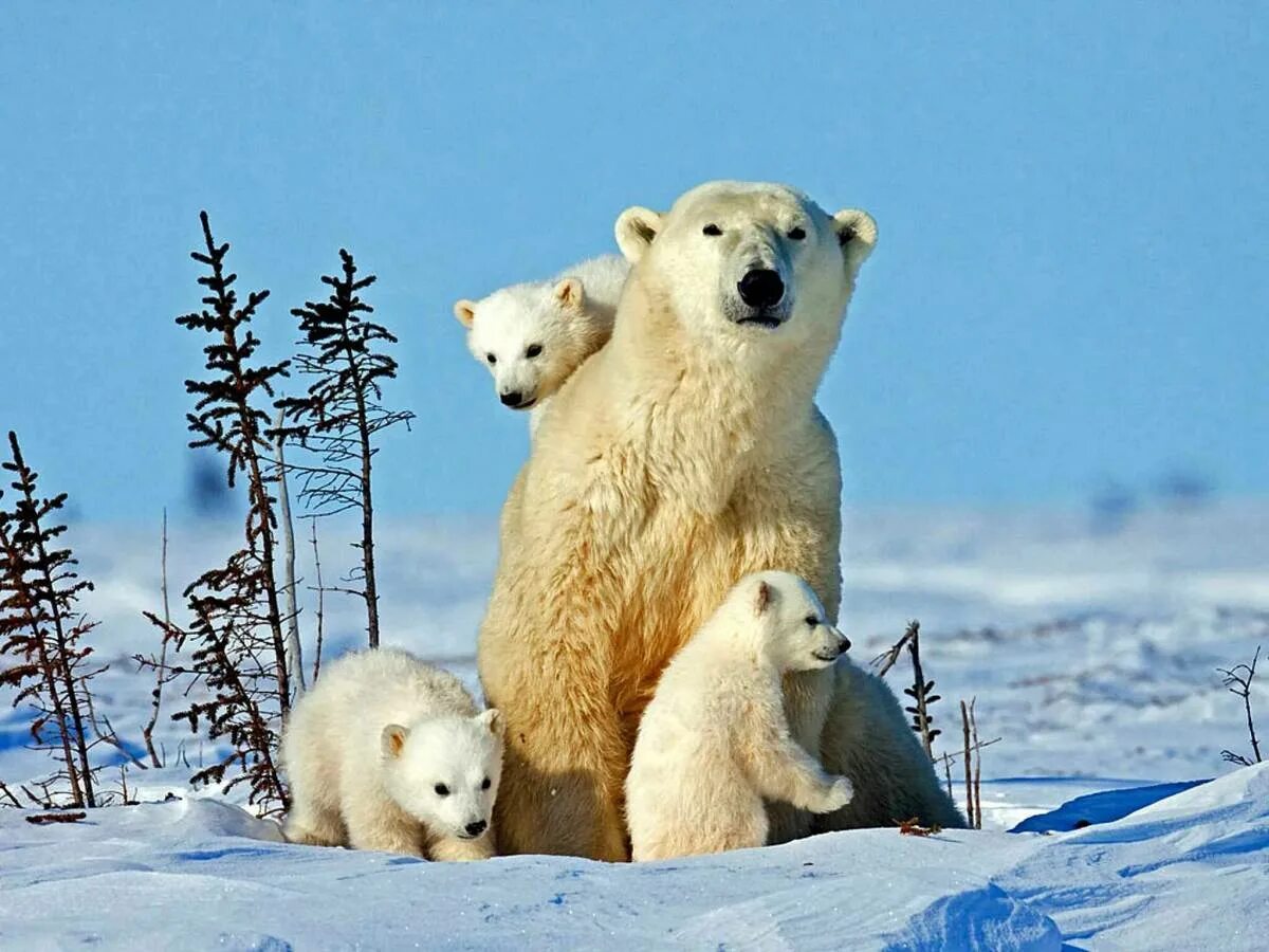 Медведи живут на севере. Остров Врангеля родильный дом белых медведей. Белый медведь (Лаптевская популяция). Полярный медведь. Белый медведь с медвежатами.