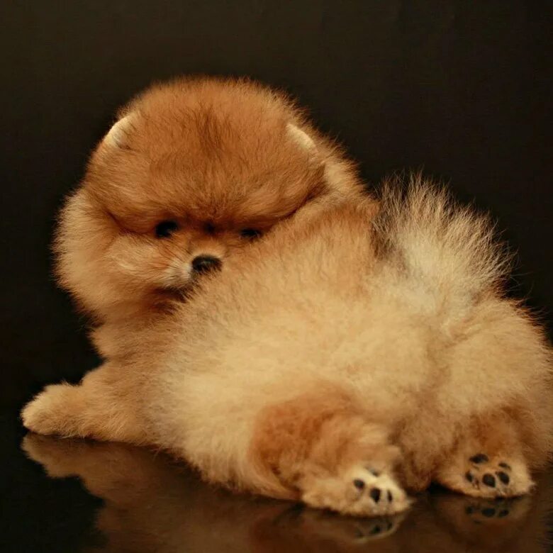 Как выглядят пушистые собаки Пин от пользователя Anonymous на доске Cute Tiny Dogs Детеныши животных, Милые д