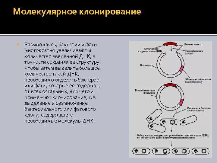 Методу клонирования новогодних подарочков