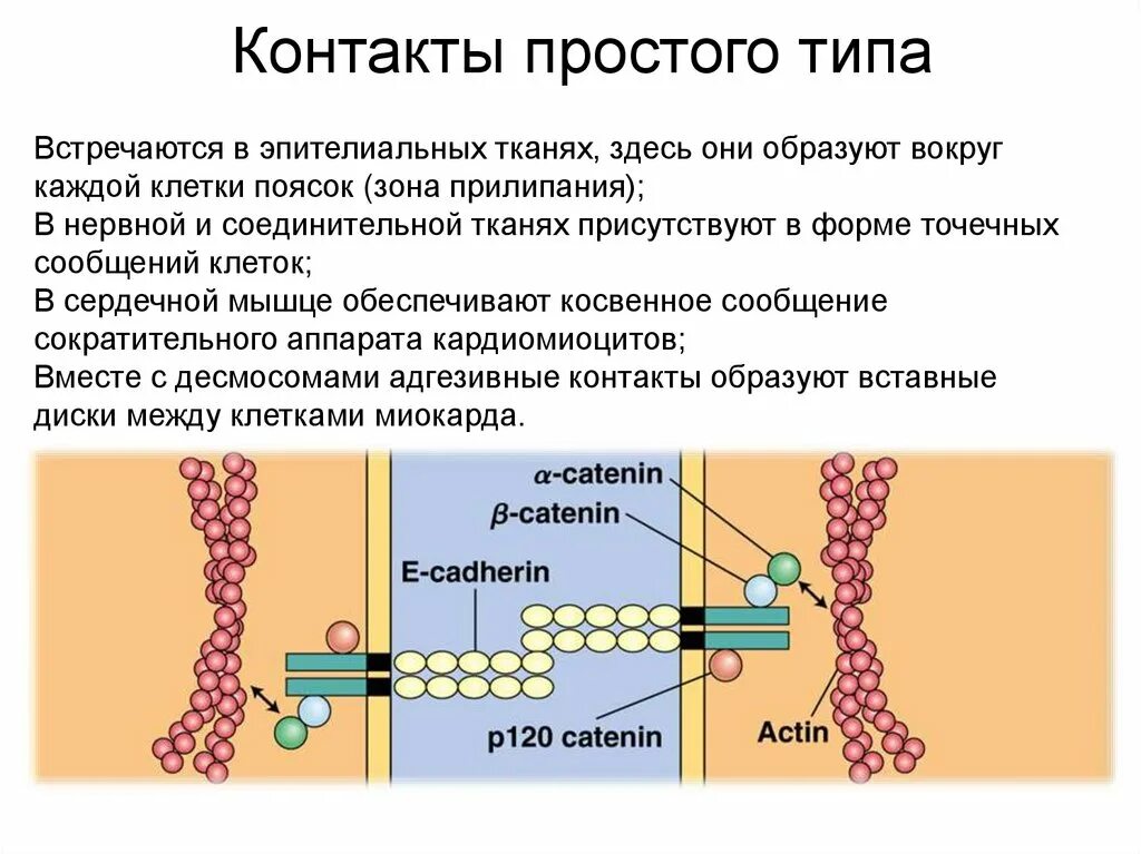 Между клетками есть. Типы межклеточных контактов в эпителиальных тканях. Межклеточное пространство. Межклеточный контакт простого типа. Простые контакты клеток.