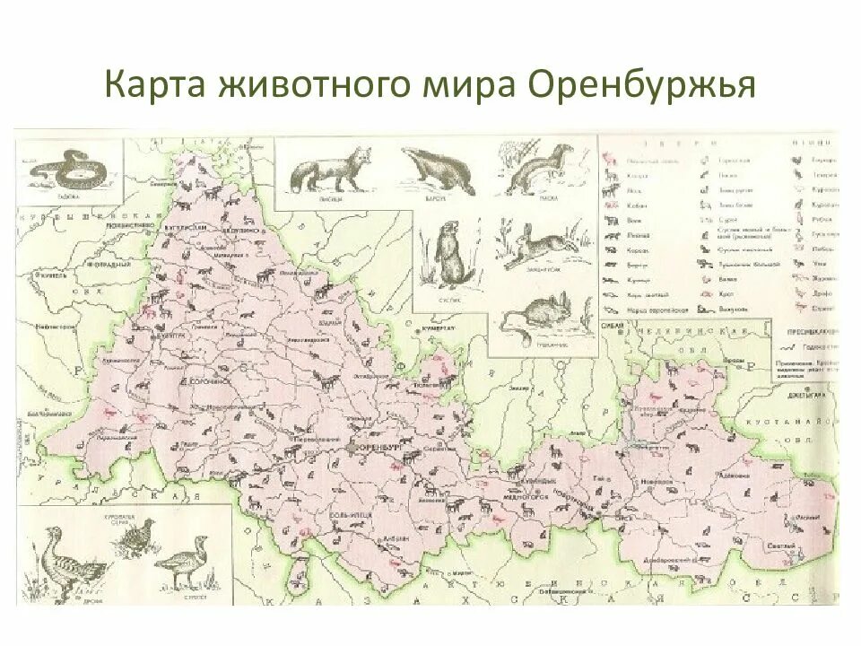 Оренбургская область разница. Карта Оренбургской области животный мир. Карта животных Оренбургской области. Атлас карта Оренбургской области животный мир. Карта растительности Оренбургской области.