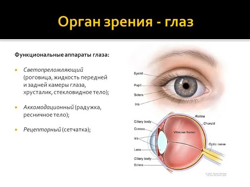 Где в органе зрения находится желтое. Функциональные аппараты органа зрения. Функциональные аппараты глазного яблока таблица. Функции передней и задней камеры глаза. Орган зрения.