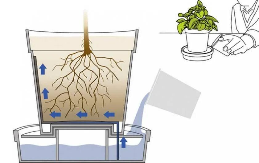 Поливают ли цирконом под корень. Полив растений снизу. Полив комнатных растений. Полив растений в поддон. Система автополива для комнатных растений.