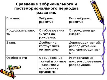 Особенности развития человека в постэмбриональный период