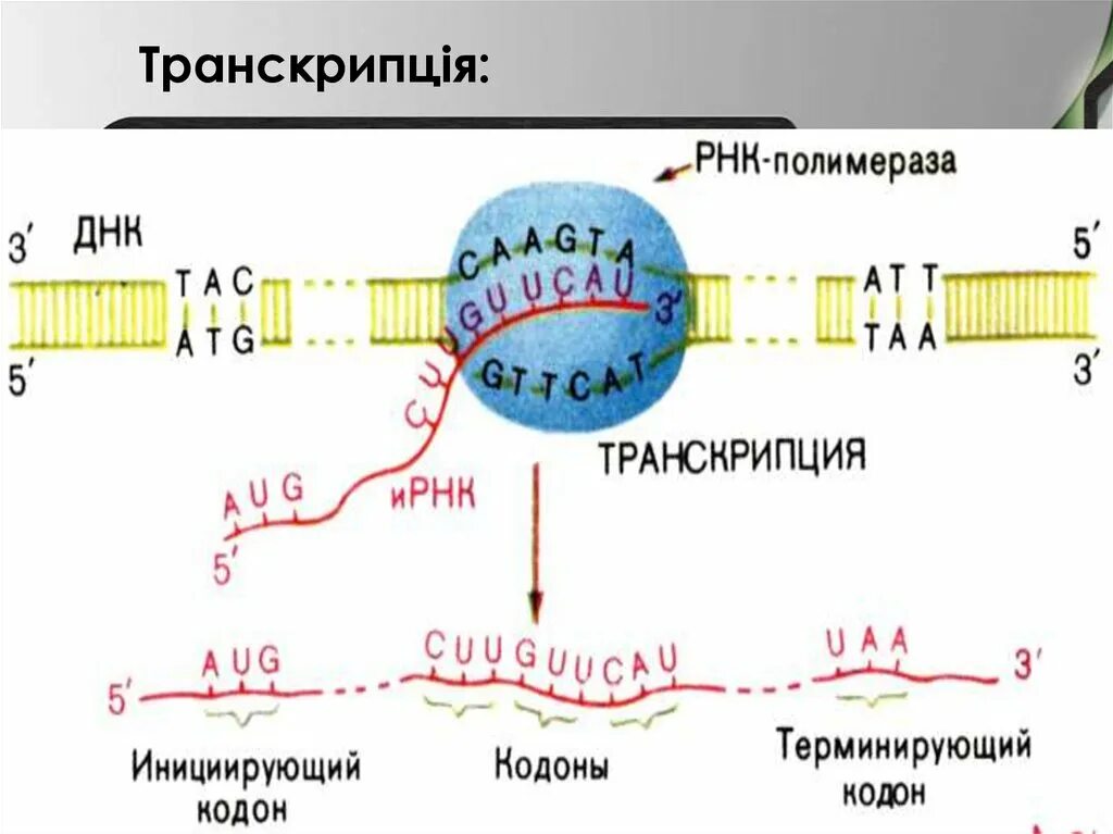 Транскрибируемая днк направление. Транскрипция ДНК. Транскрипция ДНК-полимераза. Транскрипция ДНК этапы. ДНК полимераза участвует в процессе транскрипции.