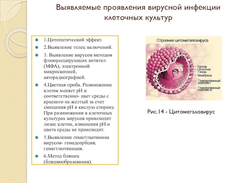 Как проявляется вирусная инфекция
