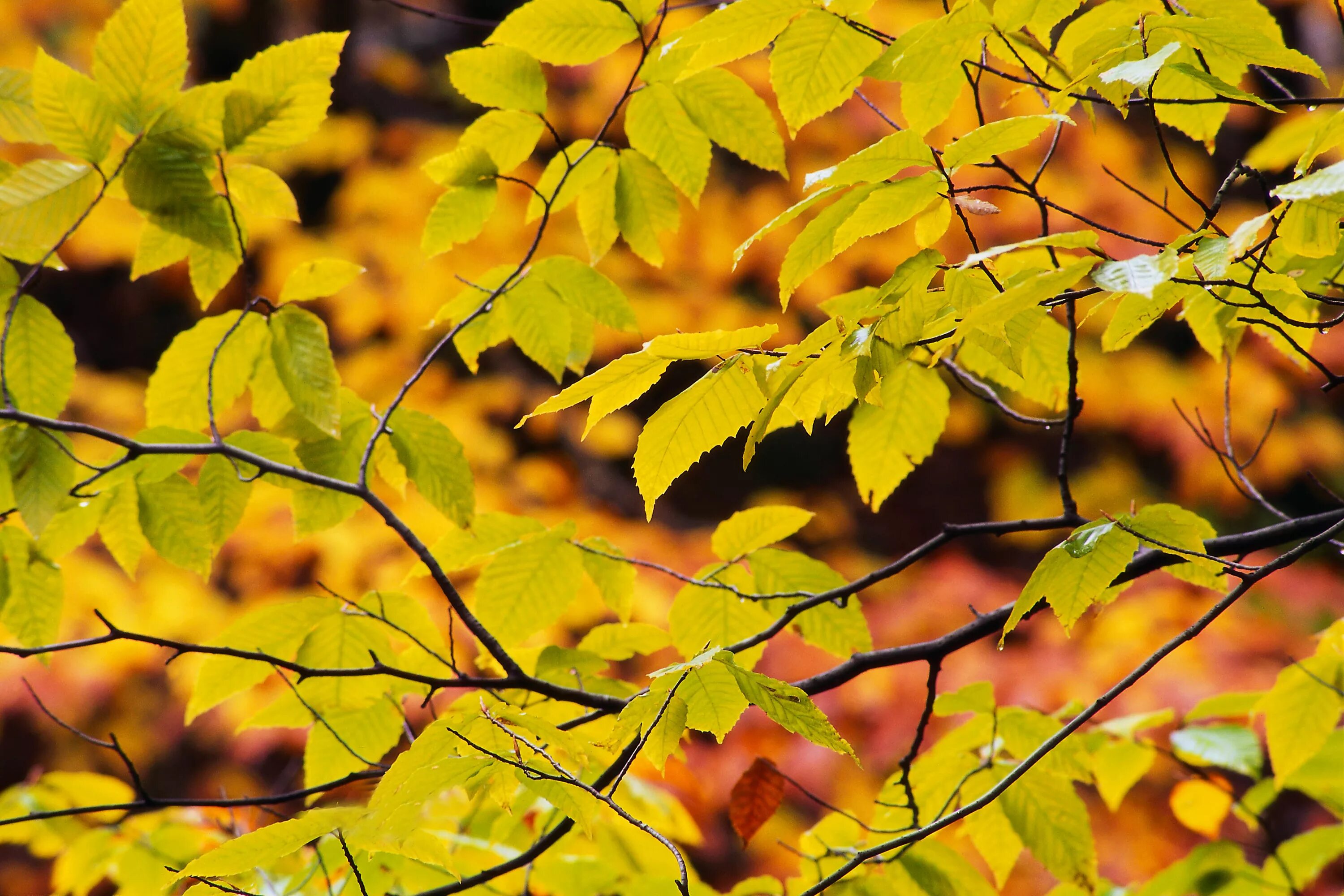 Пожелтевшие за неделю листья. Осенние листья на земле. Желтеют листья. Желтый лист. Листва на земле.