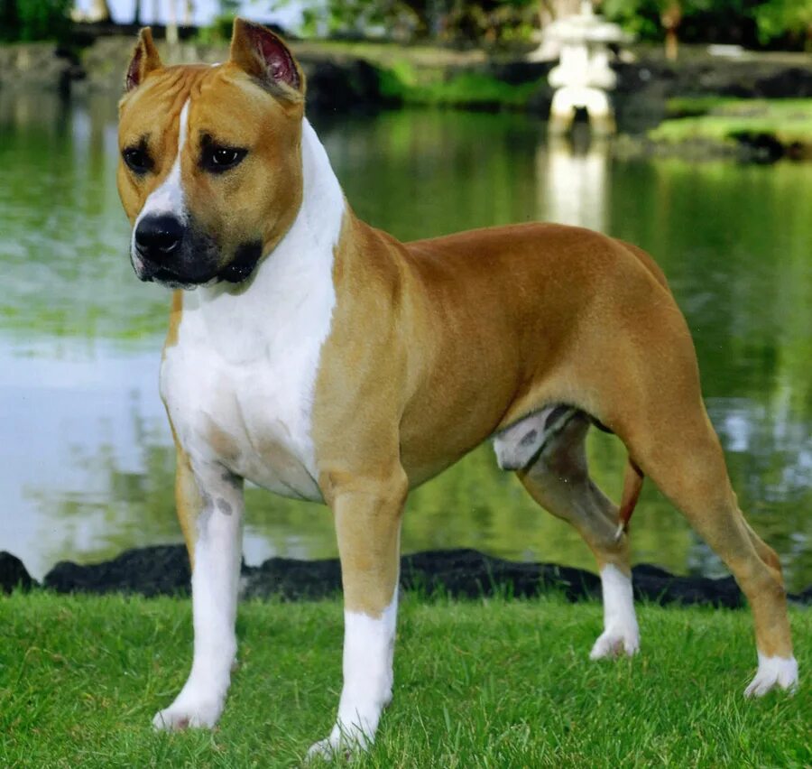 Швейцарская юрская гончая. Собаки средних размеров название. Породы собак с фотографиями и названиями мелких и средних размеров. Бигль порода собаки бигль. Порода собак меркурий.