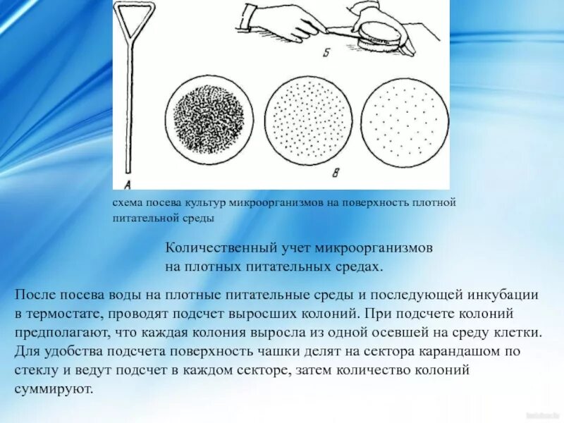 Техника микроорганизмов. Посев петлей микробиология метод. Техника посева шпателем дригальского. Рассев шпателем по дригальскому. Схема питательные среды микробиология.