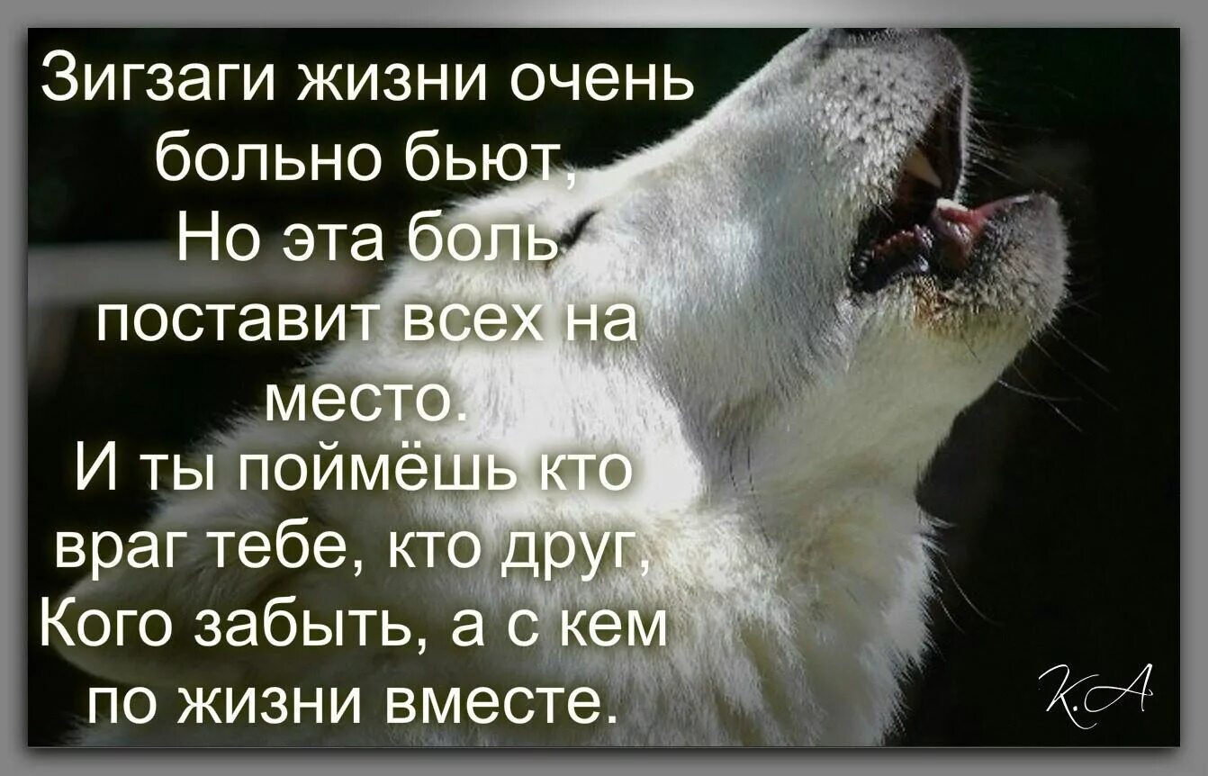 Живу поставим на всю. Высказывания про врагов со смыслом. Афоризмы про друзей и врагов. Высказывания о врагах и друзьях. Статусы про врагов со смыслом.