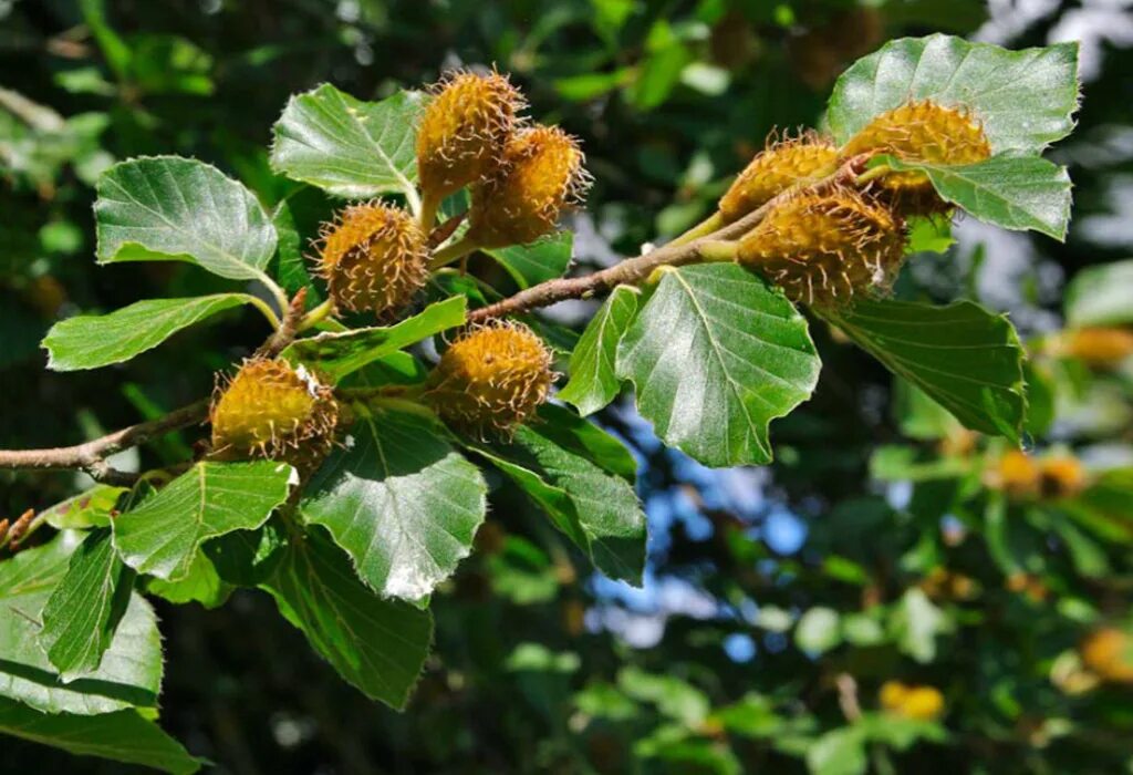 Дерево бук фото и описание. Бук Восточный – Fagus orientalis. Fagus orientalis Lipsky - бук Восточный. Бук Европейский. Бук обыкновенный.