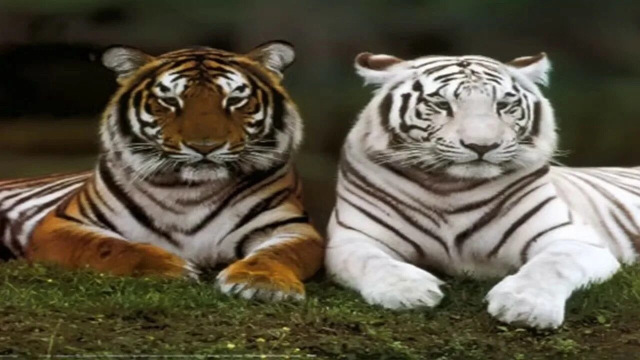 Какой тигр сильнее. Амурский и бенгальский тигр. Амурский тигр и бенгальский тигр. Уссурийский тигр бенгальский тигр. Уссурийский тигр вес.