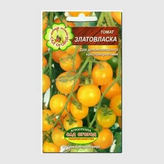 Томат златовласка