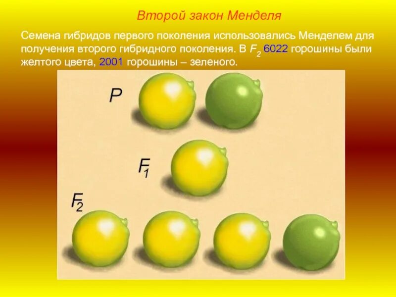 Гибриды второго поколения. Опыты Менделя с горохом. 1 И 2 закон Менделя. 1 И второй закон Менделя. 1 Опыт Менделя.