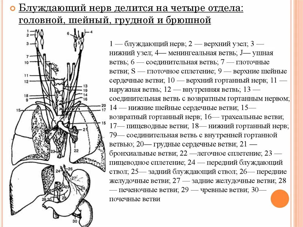 Головной отдел блуждающего нерва. Ветви грудного отдела блуждающего нерва. Блуждающий нерв ветви схема. Блуждающий нерв анатомия схема ветвей. Область иннервации блуждающего нерва.