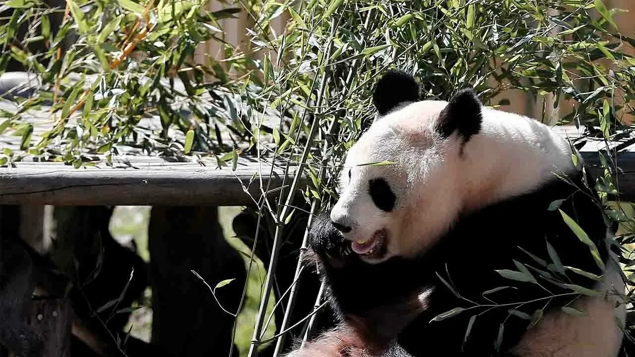 Панды едят мясо. Мадридский зоопарк панды. Панды в российских зоопарках. Мясо панды. Панда в зоопарке России.