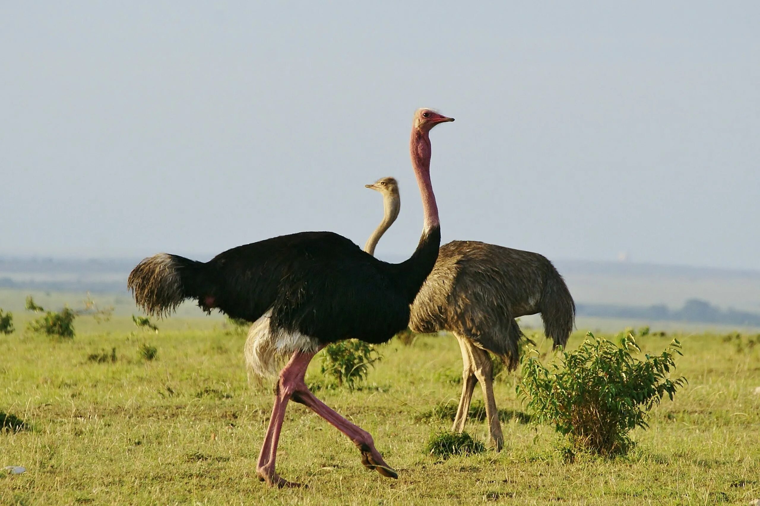 Самая большая птица на земле. Африканский страус. Страусята африканского страуса. Черный Африканский страус. Масайский страус.