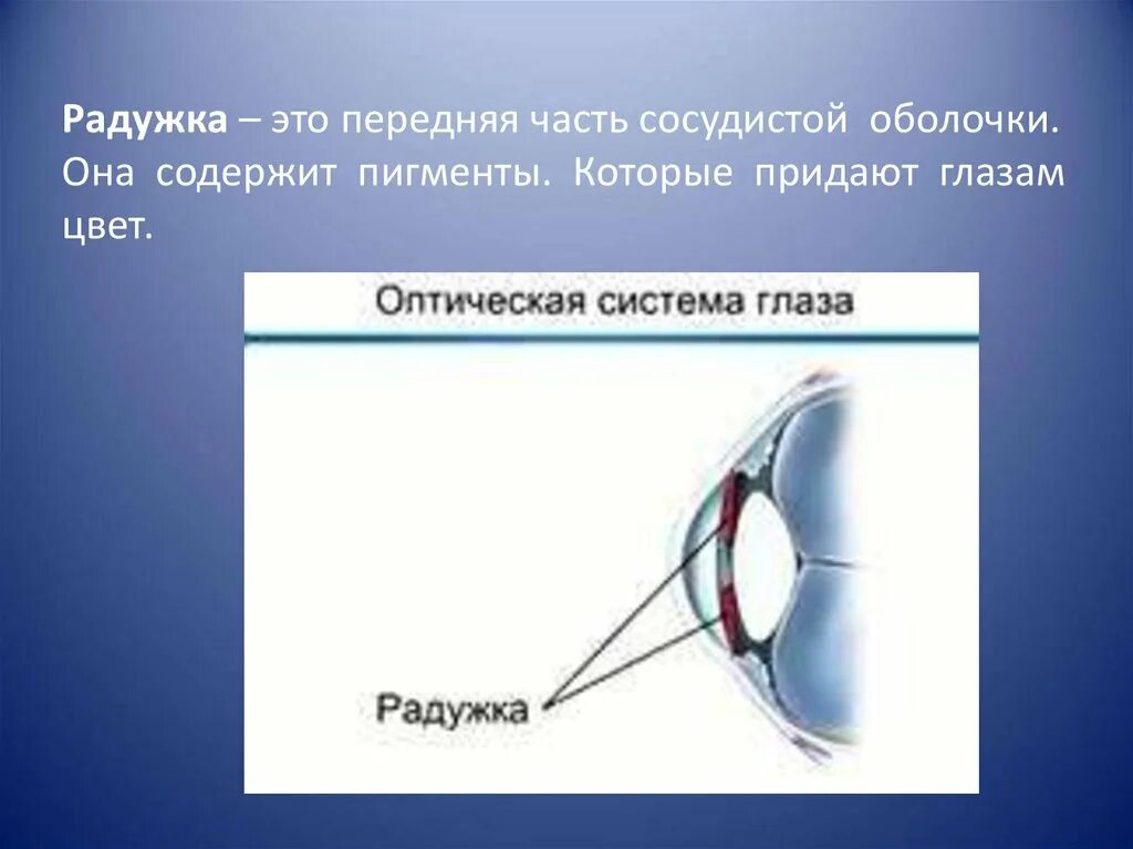 Радужка это часть сосудистой оболочки. Оболочка придающая глазам цвет. Орган зрения гистология презентация. Какая структура придает цвет глазам. Радужка содержит пигмент