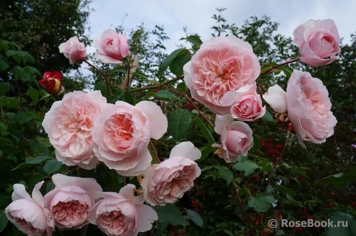 Wisley 2008 (остин). висли 2008. роза англ. роза wisley. Wisley 2008 (ausbreeze, уисли 2008).