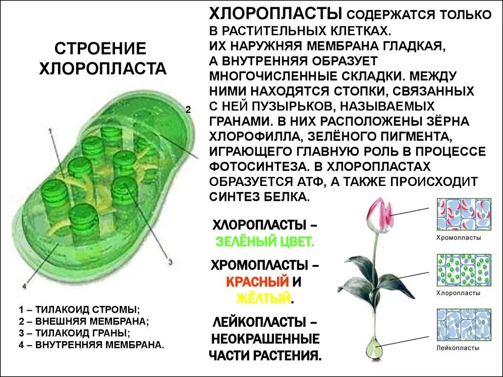 Хлоропласты зеленые пластиды растительной клетки. Хлоропласты в растительной клетке.