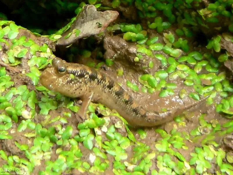 Periophthalmus barbarus. Илистая рыба. Рыба живущая в иле 4. Илистый прыгунчик. Илистый прыгун аквариумный.