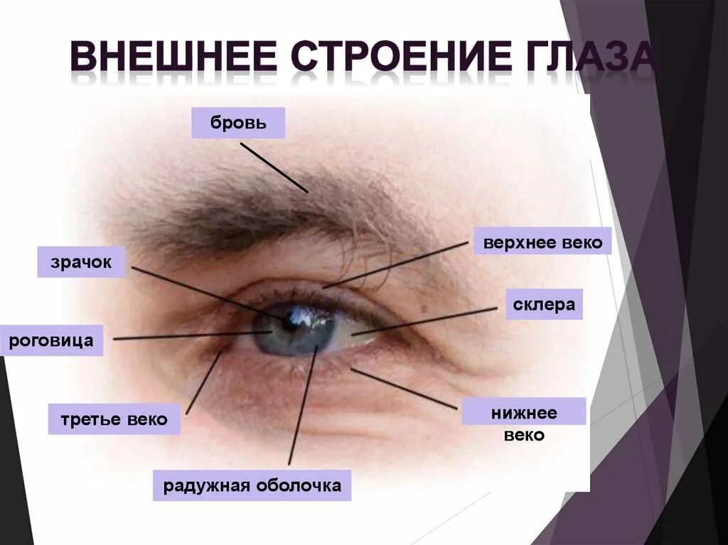 Нижнее 3 веко. Внешнее строение глаза. Наружное строение глаза. Внешнеестпоение глаза. Строение наружного глаза.