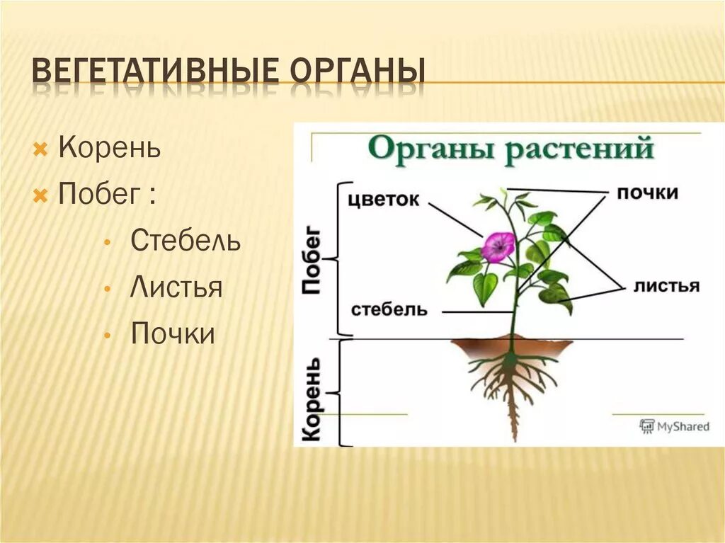 Функция корня стебля. Функции вегетативных органов растений. Органы цветковых растений стебель. Вегетативные органы цветкового растения. Вегетативное побег строение стебля.