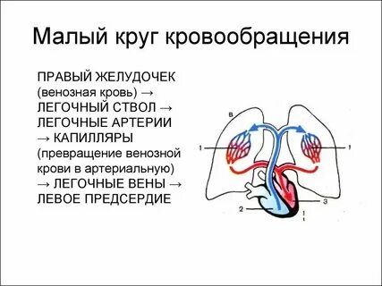 Бедна кислородом течет в малом кругу