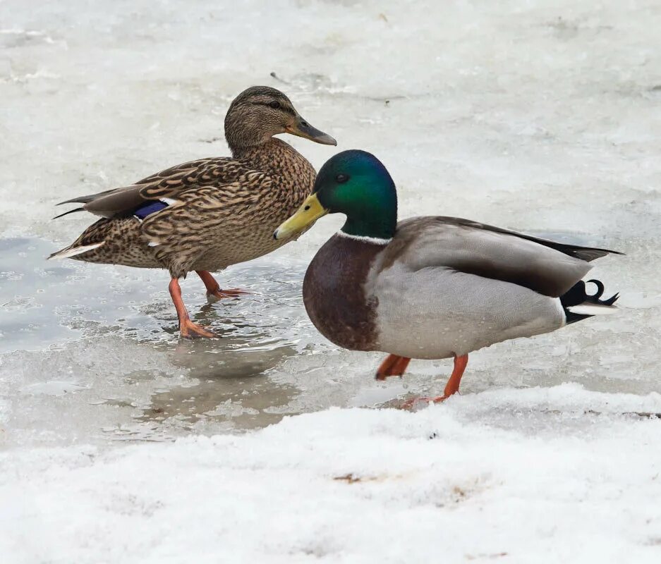 утки весной. кряква утка. зимующие птицы кряква. утки весной. дикие утки смоленщины.