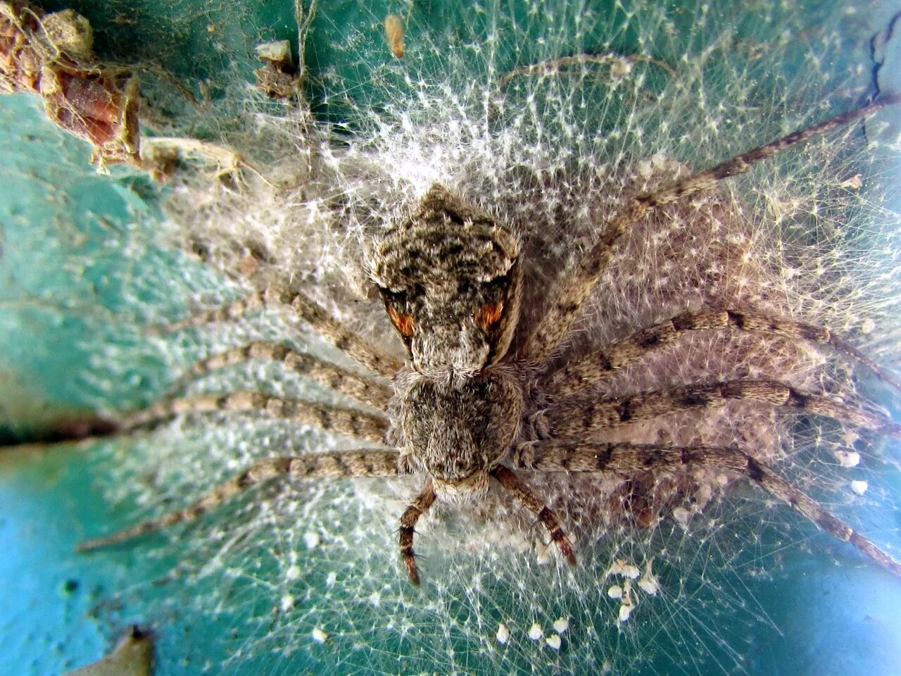 Spider island. Паучий остров Айтолико. Остров Айтолико с пауками. Остров Айтолико Нашествие пауков. Остров Гуам пауки.