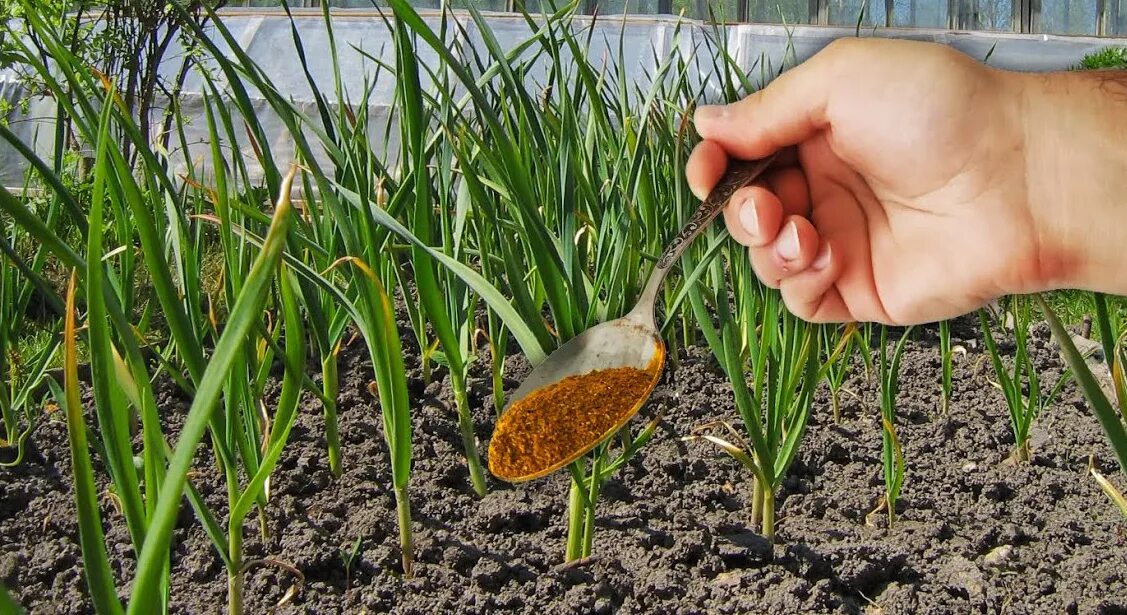 уборка чеснока. чем подкормить чеснок в начале июля. чем подкормить чеснок в начале июля. чем подкормить чеснок в начале июля. уборка озимого чеснока.