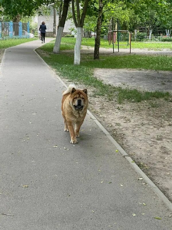 собачулька.