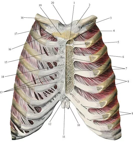 Соединение костей ребер. Грудино реберный сустав. Грудино реберный сустав анатомия. Грудино реберный синхондроз. Грудино реберный сустав 2 ребра.